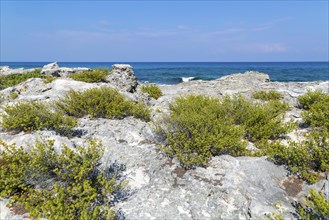 Fragrant plants growing on rocky shoreline, Isla Mujeres, Caribbean Coast, Cancun, Quintana Roo,