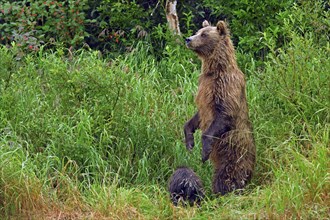 Brown bear (Ursus arctos) standing on hind legs in tall grass, her cub sitting in front of her,