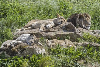 African lion (Panthera leo) pride, male with lionesses and juvenile resting and sunning on warm