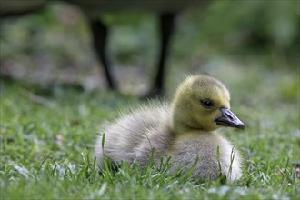 Canadian wild goose (Branta canadensis) chicks in the Tiergarten Berlin