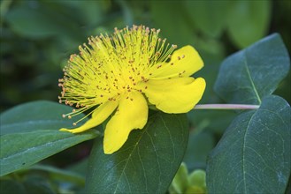 St. John's wort (Hypericum perforatum), flower, Bden-Württemberg, Germany, Europe