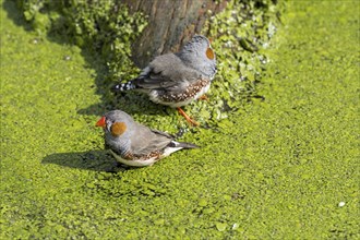 Two male zebra finches (Taeniopygia guttata) (Poephila guttata) native to Australia taking a bath