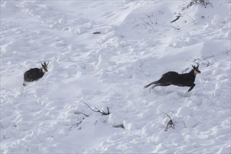 Chamois (Rupicapra rupicapra) male chasing away rival in the snow during the rut in winter in the