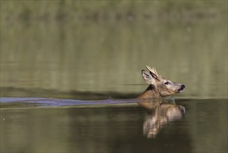 Roebuck swimming in the river, Europe, Austria, Upper Austria, Europe