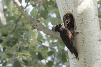 Black woodpecker cock feeding at the breeding hole, Lake Neusiedl National Park, Burgenland,