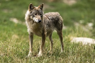 Algonquin wolf (Canis lupus lycaon), wolf, American wolf, animal portrait, in a meadow, Germany,