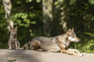 European gray wolf (Canis lupus) alpha wolf with pup, Germany, Europe