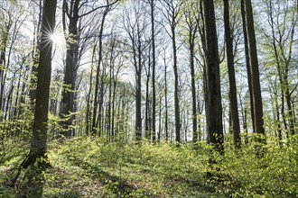 Red beech forest (Fagus sylvatica) in spring, with sunstar, Thuringia, Germany, Europe