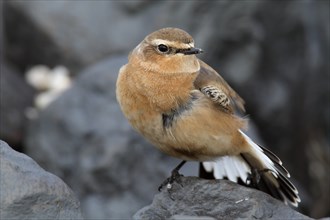 Northern wheatear (Oenanthe oenanthe), resting on a stone, Lower Saxon Wadden Sea National Park,