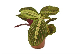 Exotic 'Maranta Leuconeura Fascinator' plant in flower pot isolated on white background