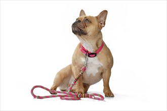 Red fawn French Bulldog dog wearing pink collar with rope leash on white background