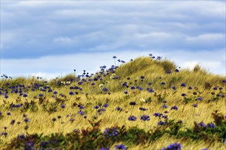 Dune Landscape, Blue and White lilies of the nile (Agapanthus), Love Flowers, Isle of Tresco, Isles