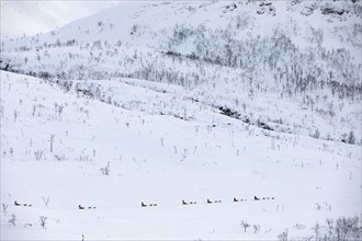 Husky dog sledding trip in wintry, mountainous landscape, Tromso, Troms og Finnmark, Norway, Europe