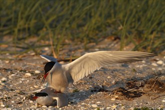 Common Tern (Sterna hirundo), copula, mating in the evening light in front of the colony, Lower