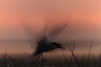 Common Tern (Sterna hirundo), flight study at sunset, in flight with motion blur of the wings,