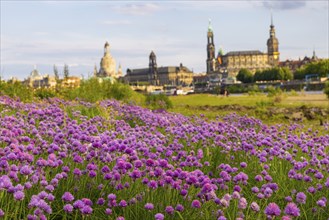 Flowering chives on the Elbe meadows in Dresden's Old Town with silhouette