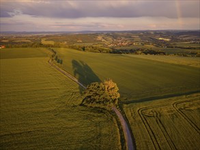 Fields near Babisnau in the evening. Babisnau poplar