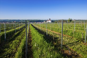 Proschwitz vineyard The Proschwitz vineyards were owned by the Bishops of Meissen from the middle