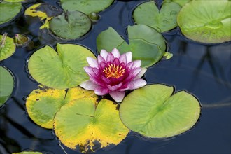 Pink water lily (Nymphaea) Baden-Württemberg, Germany, Europe