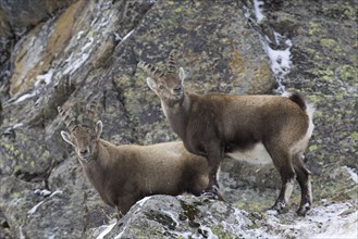 Two young male Alpine ibexes (Capra ibex) with small horns foraging in rock face in winter, Gran