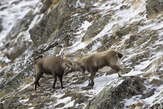 Two young Alpine ibex (Capra ibex) males fighting on mountain slope during the rut in winter, Gran