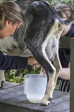 Two women hand milking goat by massaging and pulling down on the teats of the udder, squirting the