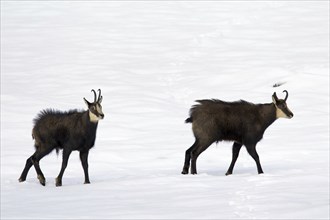 Two Chamois (Rupicapra rupicapra) bucks during the rut in the snow in winter, Gran Paradiso