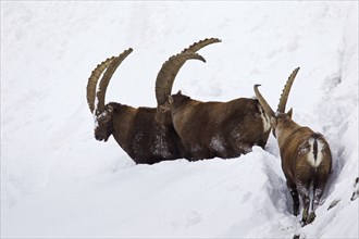 Three Alpine ibex (Capra ibex) males foraging in deep snow in winter