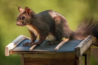 Eurasian red squirrel (Sciurus vulgaris), sitting on bird house, Ternitz, Lower Austria, Austria,