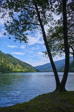 Alpine lake, tree, sky, clouds, summer, Afritz am See, Villach, Carinthia, Austria, Europe