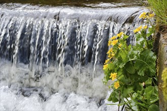 Marsh marigold (Caltha palustris) in front of a waterfall, Harz Mountains, Lower Saxony, Germany,