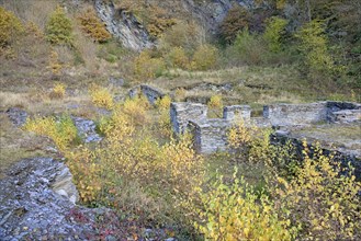 Birches (Betula) with autumn leaves between slate walls, ruins, Eastern Eifel,