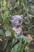 Koala (Phascolarctos cinereus), Lone Pine sanctuary, Brisbane, Queensland, Australia, Oceania