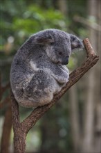 Koala (Phascolarctos cinereus), Lone Pine sanctuary, Brisbane, Queensland, Australia, Oceania