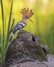 Hoopoe (Upupa epops) with food for the young birds, adult bird, Bird of the Year 2022, erected