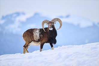 European mouflon (Ovis aries musimon) ram on a snowy meadow in the mountains in tirol, Kitzbühel,