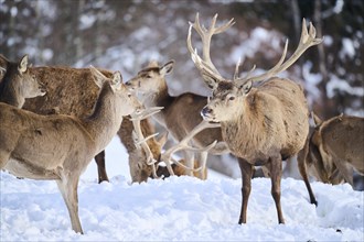 Red deer (Cervus elaphus) stag with pack on a snowy meadow in the mountains in tirol, Kitzbühel,