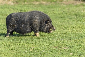 Black Asian pig in a pen in a village in spring. Bas-Rhin, Collectivite europeenne d'Alsace, Grand