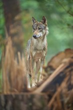 European gray wolf (Canis lupus), standing on tree trunk in forest, Germany, Europe