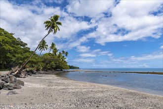 Palm fringed Coral beach, Taveuni, Fiji, South Pacific, Oceania