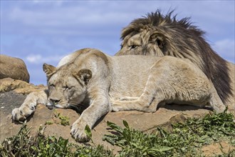 African lioness and male lion (Panthera leo) in pride resting and sunning on top of rock