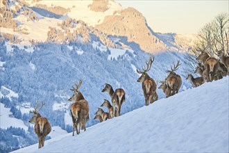 Red deer (Cervus elaphus) stags with pack on a snowy meadow in the mountains in tirol, Kitzbühel,