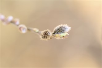 Eastern crack-willow (Salix euxina) pussy willow, detail, Upper Palatinate, Bavaria, Germany,