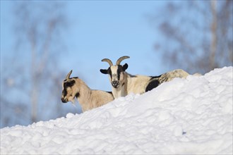 Domestic goats (Capra hircus) on a snowy meadow in winter, tirol, Kitzbühel, Wildpark Aurach,