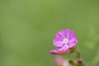 Close-up, Red campion (Silene dioica), Deister, Calenberger Bergland, Schaumburg, Hameln Pyrmont,