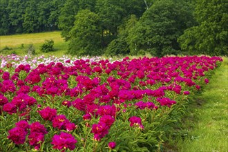 Peony fields near Pirna