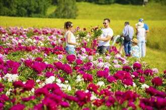 Peony fields near Pirna