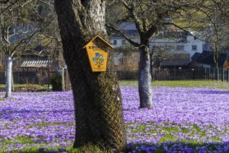 Drebach Crocus Meadows