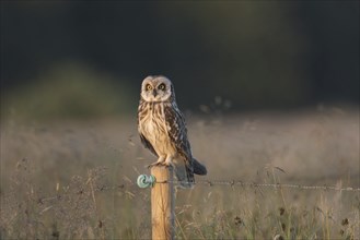 Short-eared owl (Asio flammeus) (Asio accipitrinus) perched on fence post along field at sunset