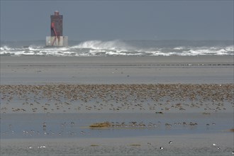 Eurasian curlew (Numenius arquata), resting troop on the mudflats during autumn migration off the